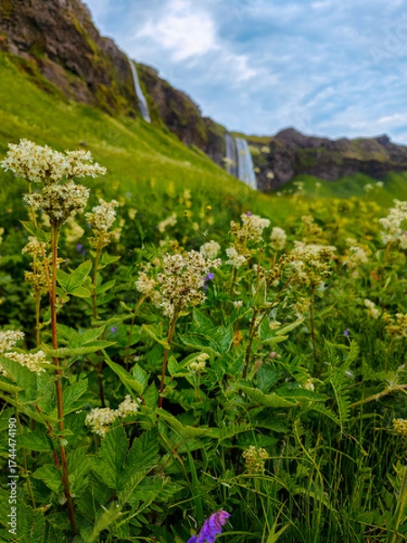 Fototapeta Seljalandsfoss waterfall in Iceland