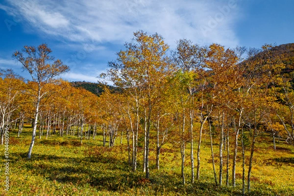 Obraz ダケカンバの紅葉