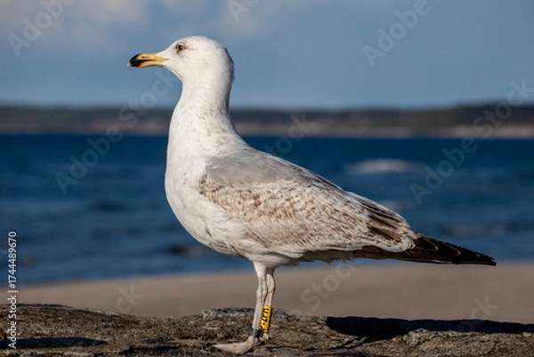 Obraz seagull on the beach