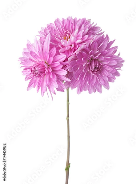 Fototapeta Branch with three flowers of  chrysanthemums isolated on white background