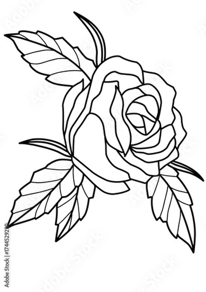 Obraz rose on a white background