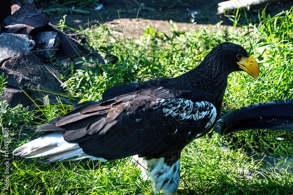Fototapeta A big eagle with yellow beak on the background of green grass.