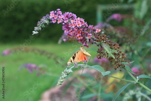 Fototapeta Euplagia quadripunctaria
