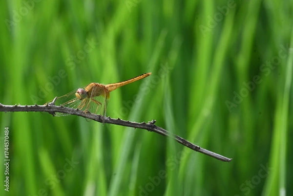 Fototapeta Scarlet skimmer dragonfly. Its common names ruddy marsh skimmer and Crocothemis servilia. This is a species of dragonfly of the family Libellulidae, native to east and southeast Asia. 