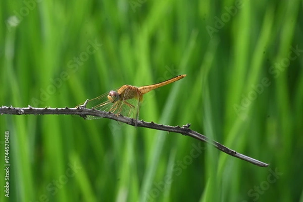 Fototapeta Scarlet skimmer dragonfly. Its common names ruddy marsh skimmer and Crocothemis servilia. This is a species of dragonfly of the family Libellulidae, native to east and southeast Asia. 
