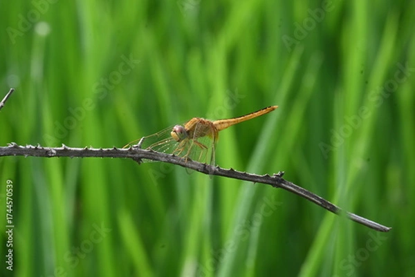 Fototapeta Scarlet skimmer dragonfly. Its common names ruddy marsh skimmer and Crocothemis servilia. This is a species of dragonfly of the family Libellulidae, native to east and southeast Asia. 