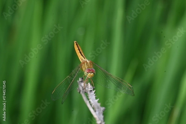 Fototapeta Scarlet skimmer dragonfly. Its common names ruddy marsh skimmer and Crocothemis servilia. This is a species of dragonfly of the family Libellulidae, native to east and southeast Asia. 