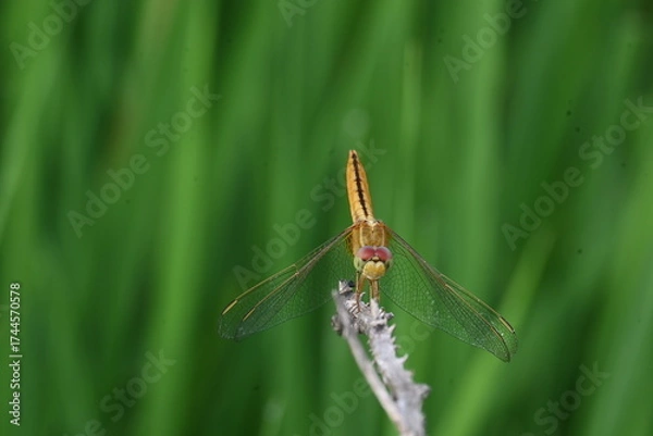 Fototapeta Scarlet skimmer dragonfly. Its common names ruddy marsh skimmer and Crocothemis servilia. This is a species of dragonfly of the family Libellulidae, native to east and southeast Asia. 