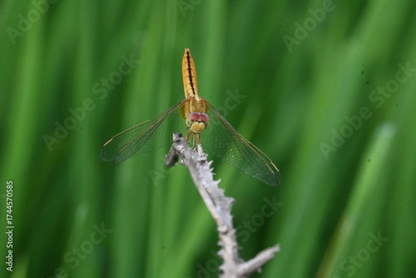 Fototapeta Scarlet skimmer dragonfly. Its common names ruddy marsh skimmer and Crocothemis servilia. This is a species of dragonfly of the family Libellulidae, native to east and southeast Asia. 