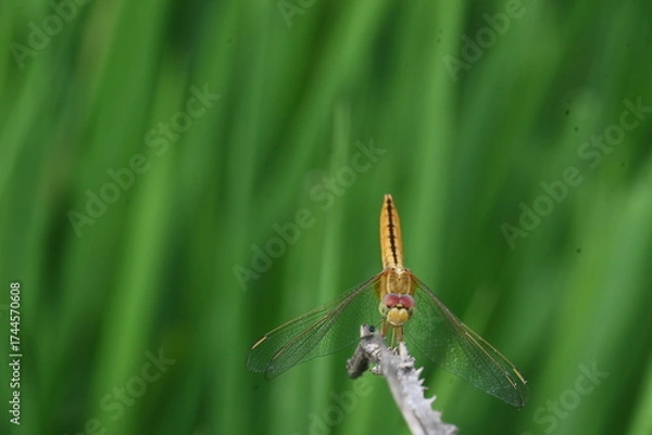 Fototapeta Scarlet skimmer dragonfly. Its common names ruddy marsh skimmer and Crocothemis servilia. This is a species of dragonfly of the family Libellulidae, native to east and southeast Asia. 