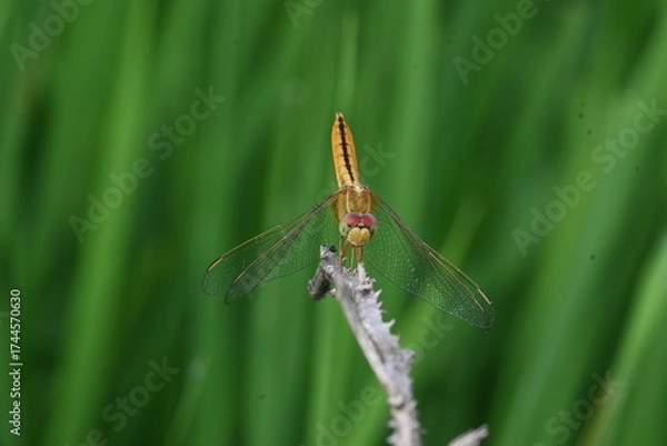 Fototapeta Scarlet skimmer dragonfly. Its common names ruddy marsh skimmer and Crocothemis servilia. This is a species of dragonfly of the family Libellulidae, native to east and southeast Asia. 