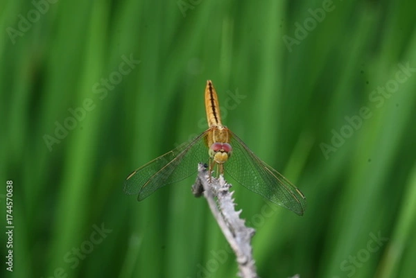 Fototapeta Scarlet skimmer dragonfly. Its common names ruddy marsh skimmer and Crocothemis servilia. This is a species of dragonfly of the family Libellulidae, native to east and southeast Asia. 