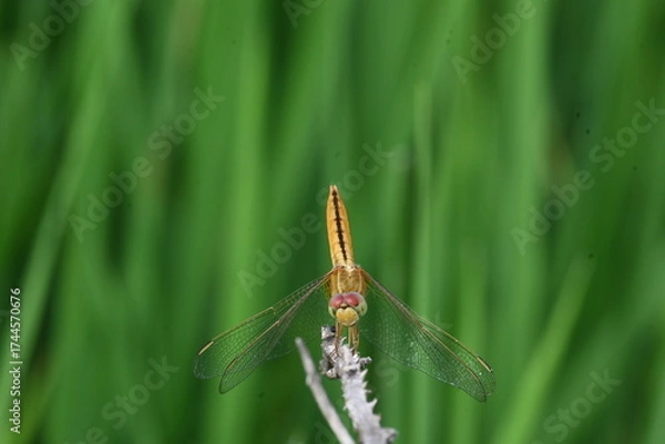 Fototapeta Scarlet skimmer dragonfly. Its common names ruddy marsh skimmer and Crocothemis servilia. This is a species of dragonfly of the family Libellulidae, native to east and southeast Asia. 