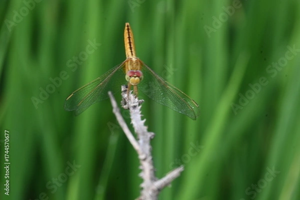 Fototapeta Scarlet skimmer dragonfly. Its common names ruddy marsh skimmer and Crocothemis servilia. This is a species of dragonfly of the family Libellulidae, native to east and southeast Asia. 