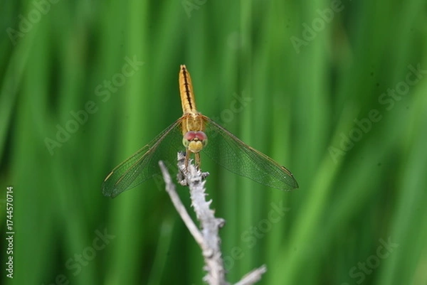 Fototapeta Scarlet skimmer dragonfly. Its common names ruddy marsh skimmer and Crocothemis servilia. This is a species of dragonfly of the family Libellulidae, native to east and southeast Asia. 