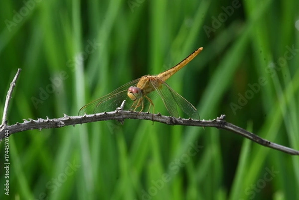 Fototapeta Scarlet skimmer dragonfly. Its common names ruddy marsh skimmer and Crocothemis servilia. This is a species of dragonfly of the family Libellulidae, native to east and southeast Asia. 