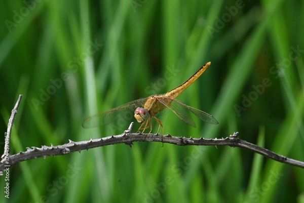 Fototapeta Scarlet skimmer dragonfly. Its common names ruddy marsh skimmer and Crocothemis servilia. This is a species of dragonfly of the family Libellulidae, native to east and southeast Asia. 