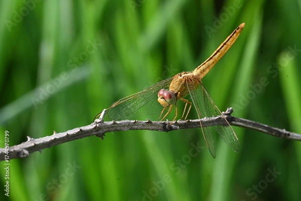 Fototapeta Scarlet skimmer dragonfly. Its common names ruddy marsh skimmer and Crocothemis servilia. This is a species of dragonfly of the family Libellulidae, native to east and southeast Asia. 
