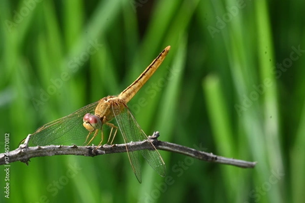 Fototapeta Scarlet skimmer dragonfly. Its common names ruddy marsh skimmer and Crocothemis servilia. This is a species of dragonfly of the family Libellulidae, native to east and southeast Asia. 