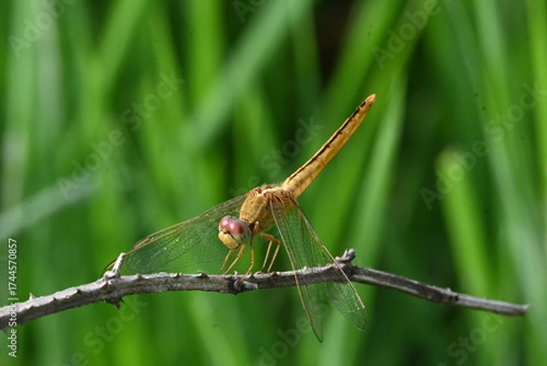 Fototapeta Scarlet skimmer dragonfly. Its common names ruddy marsh skimmer and Crocothemis servilia. This is a species of dragonfly of the family Libellulidae, native to east and southeast Asia. 