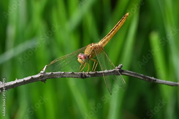 Fototapeta Scarlet skimmer dragonfly. Its common names ruddy marsh skimmer and Crocothemis servilia. This is a species of dragonfly of the family Libellulidae, native to east and southeast Asia. 
