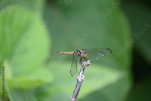 Fototapeta Scarlet skimmer dragonfly. Its common names ruddy marsh skimmer and Crocothemis servilia. This is a species of dragonfly of the family Libellulidae, native to east and southeast Asia. 