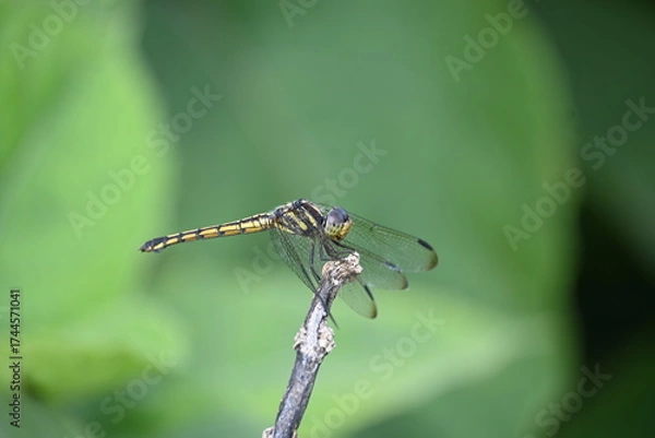 Fototapeta Scarlet skimmer dragonfly. Its common names ruddy marsh skimmer and Crocothemis servilia. This is a species of dragonfly of the family Libellulidae, native to east and southeast Asia. 