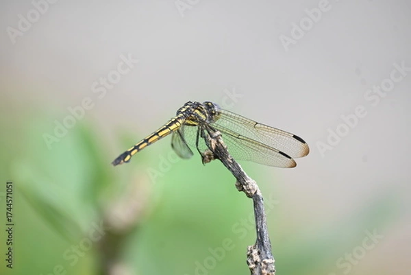 Fototapeta Scarlet skimmer dragonfly. Its common names ruddy marsh skimmer and Crocothemis servilia. This is a species of dragonfly of the family Libellulidae, native to east and southeast Asia. 