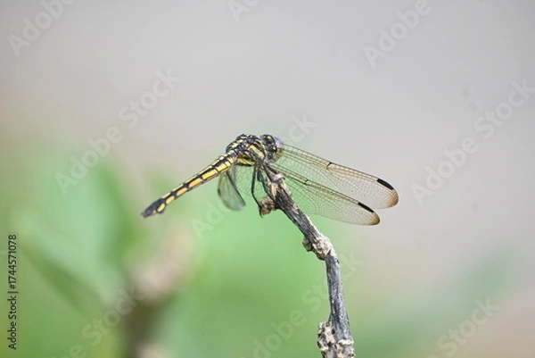 Fototapeta Scarlet skimmer dragonfly. Its common names ruddy marsh skimmer and Crocothemis servilia. This is a species of dragonfly of the family Libellulidae, native to east and southeast Asia. 