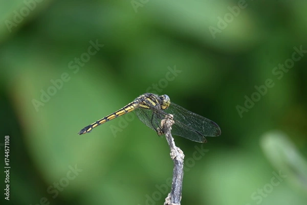 Fototapeta Scarlet skimmer dragonfly. Its common names ruddy marsh skimmer and Crocothemis servilia. This is a species of dragonfly of the family Libellulidae, native to east and southeast Asia. 