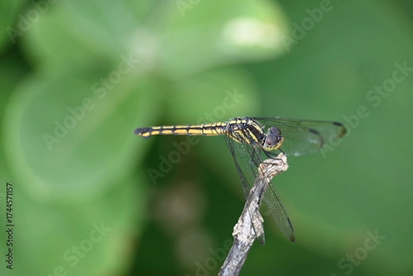Fototapeta Scarlet skimmer dragonfly. Its common names ruddy marsh skimmer and Crocothemis servilia. This is a species of dragonfly of the family Libellulidae, native to east and southeast Asia. 