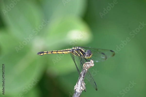 Fototapeta Scarlet skimmer dragonfly. Its common names ruddy marsh skimmer and Crocothemis servilia. This is a species of dragonfly of the family Libellulidae, native to east and southeast Asia. 