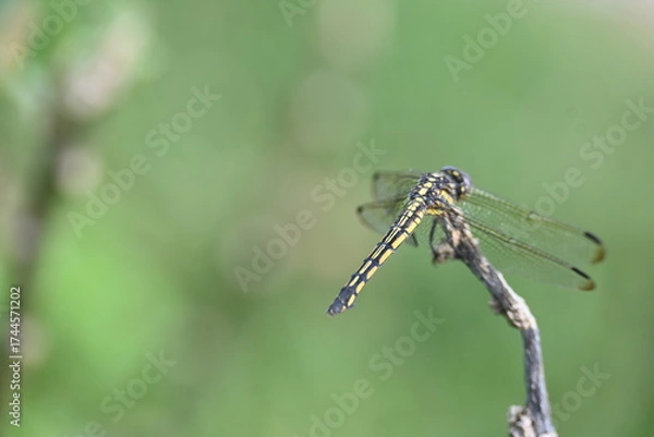 Fototapeta Scarlet skimmer dragonfly. Its common names ruddy marsh skimmer and Crocothemis servilia. This is a species of dragonfly of the family Libellulidae, native to east and southeast Asia. 