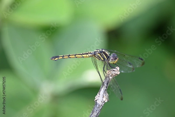 Fototapeta Scarlet skimmer dragonfly. Its common names ruddy marsh skimmer and Crocothemis servilia. This is a species of dragonfly of the family Libellulidae, native to east and southeast Asia. 