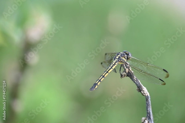 Fototapeta Scarlet skimmer dragonfly. Its common names ruddy marsh skimmer and Crocothemis servilia. This is a species of dragonfly of the family Libellulidae, native to east and southeast Asia. 