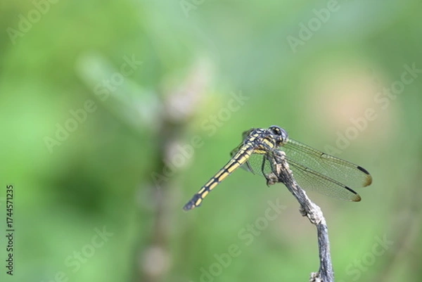 Fototapeta Scarlet skimmer dragonfly. Its common names ruddy marsh skimmer and Crocothemis servilia. This is a species of dragonfly of the family Libellulidae, native to east and southeast Asia. 