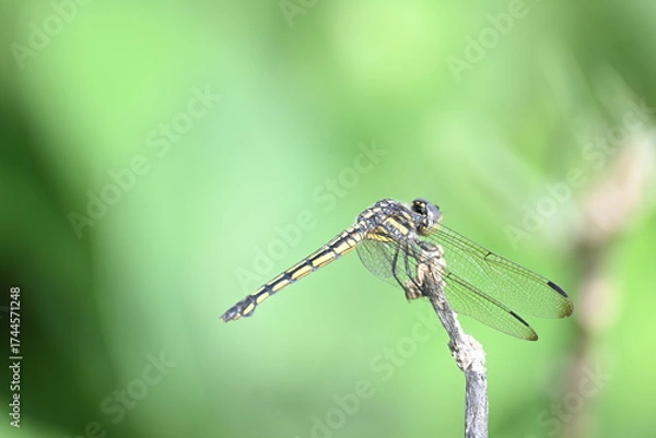Fototapeta Scarlet skimmer dragonfly. Its common names ruddy marsh skimmer and Crocothemis servilia. This is a species of dragonfly of the family Libellulidae, native to east and southeast Asia. 