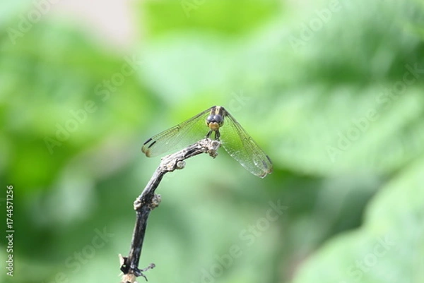 Fototapeta Scarlet skimmer dragonfly. Its common names ruddy marsh skimmer and Crocothemis servilia. This is a species of dragonfly of the family Libellulidae, native to east and southeast Asia. 