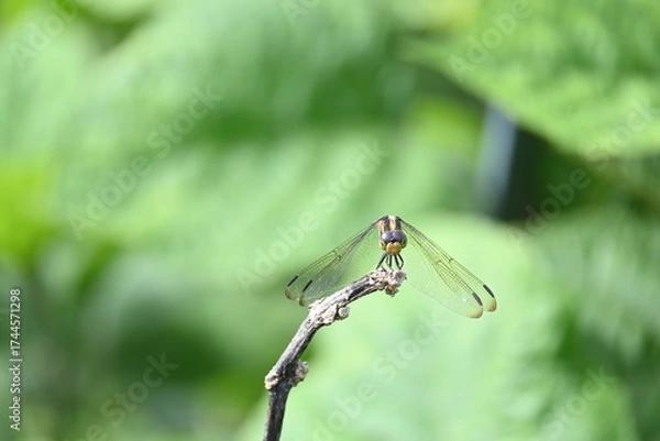 Fototapeta Scarlet skimmer dragonfly. Its common names ruddy marsh skimmer and Crocothemis servilia. This is a species of dragonfly of the family Libellulidae, native to east and southeast Asia. 