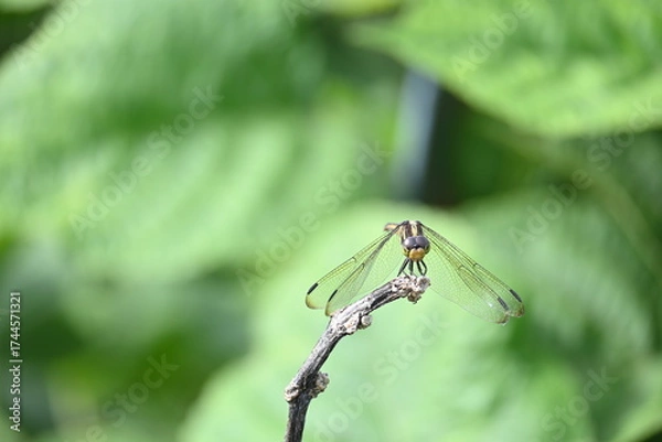 Fototapeta Scarlet skimmer dragonfly. Its common names ruddy marsh skimmer and Crocothemis servilia. This is a species of dragonfly of the family Libellulidae, native to east and southeast Asia. 
