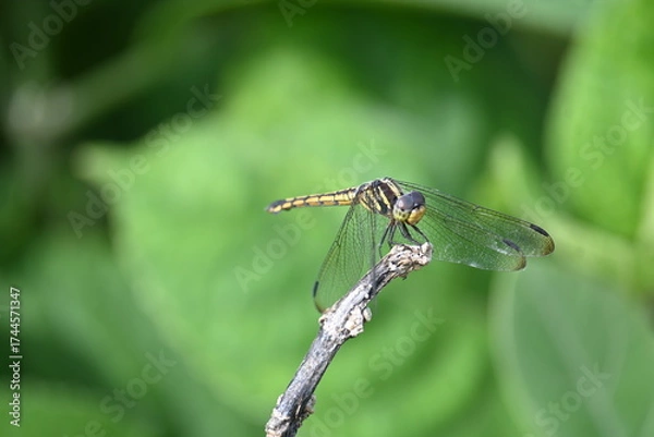 Fototapeta Scarlet skimmer dragonfly. Its common names ruddy marsh skimmer and Crocothemis servilia. This is a species of dragonfly of the family Libellulidae, native to east and southeast Asia. 