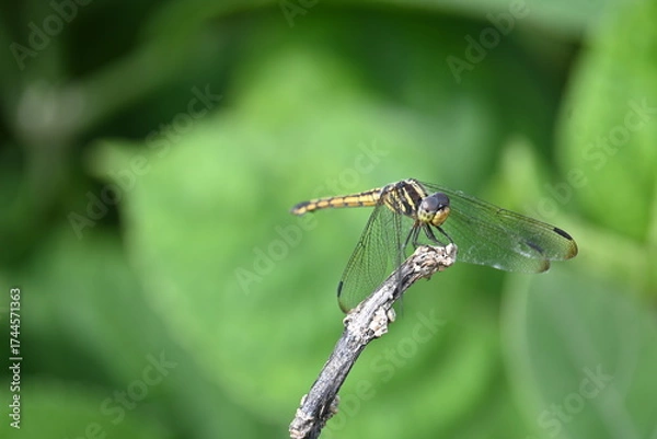 Fototapeta Scarlet skimmer dragonfly. Its common names ruddy marsh skimmer and Crocothemis servilia. This is a species of dragonfly of the family Libellulidae, native to east and southeast Asia. 