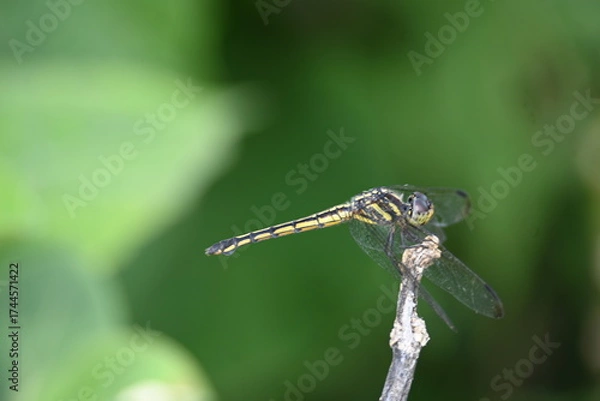 Fototapeta Scarlet skimmer dragonfly. Its common names ruddy marsh skimmer and Crocothemis servilia. This is a species of dragonfly of the family Libellulidae, native to east and southeast Asia. 