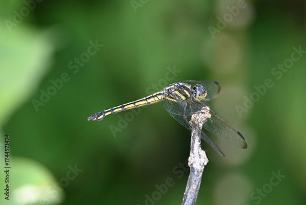 Fototapeta Scarlet skimmer dragonfly. Its common names ruddy marsh skimmer and Crocothemis servilia. This is a species of dragonfly of the family Libellulidae, native to east and southeast Asia. 