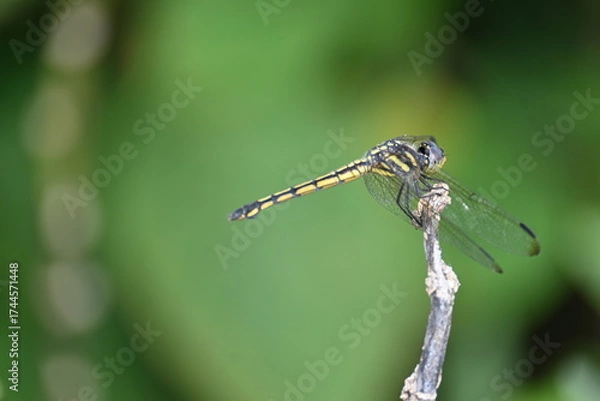 Fototapeta Scarlet skimmer dragonfly. Its common names ruddy marsh skimmer and Crocothemis servilia. This is a species of dragonfly of the family Libellulidae, native to east and southeast Asia. 