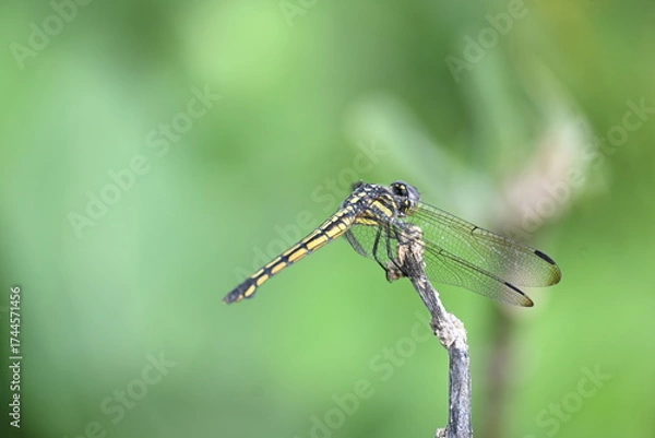 Fototapeta Scarlet skimmer dragonfly. Its common names ruddy marsh skimmer and Crocothemis servilia. This is a species of dragonfly of the family Libellulidae, native to east and southeast Asia. 