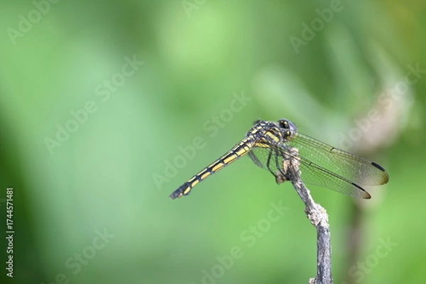 Fototapeta Scarlet skimmer dragonfly. Its common names ruddy marsh skimmer and Crocothemis servilia. This is a species of dragonfly of the family Libellulidae, native to east and southeast Asia. 
