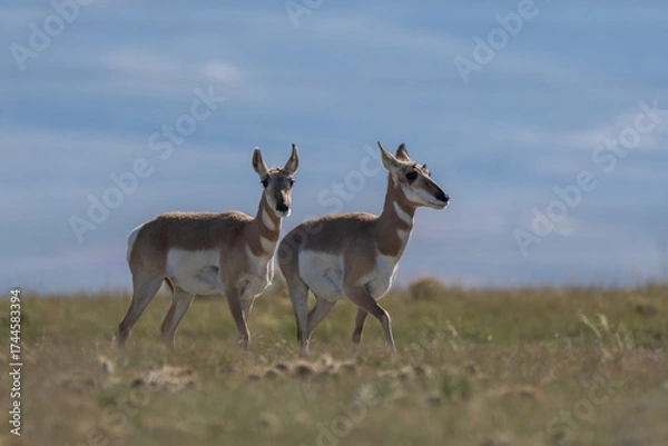 Fototapeta couple of Antilocapra in the field