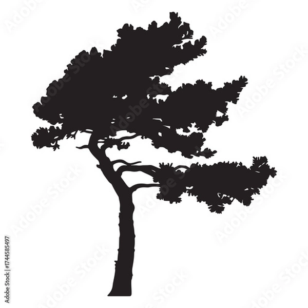 Fototapeta Silhouette of a windswept pine tree against a white background