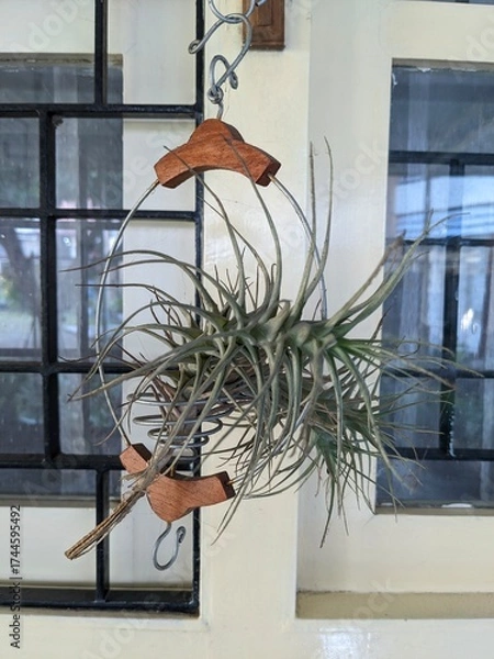 Obraz Tillandsia hanging air plant in a decorative holder, with a window visible in the background.